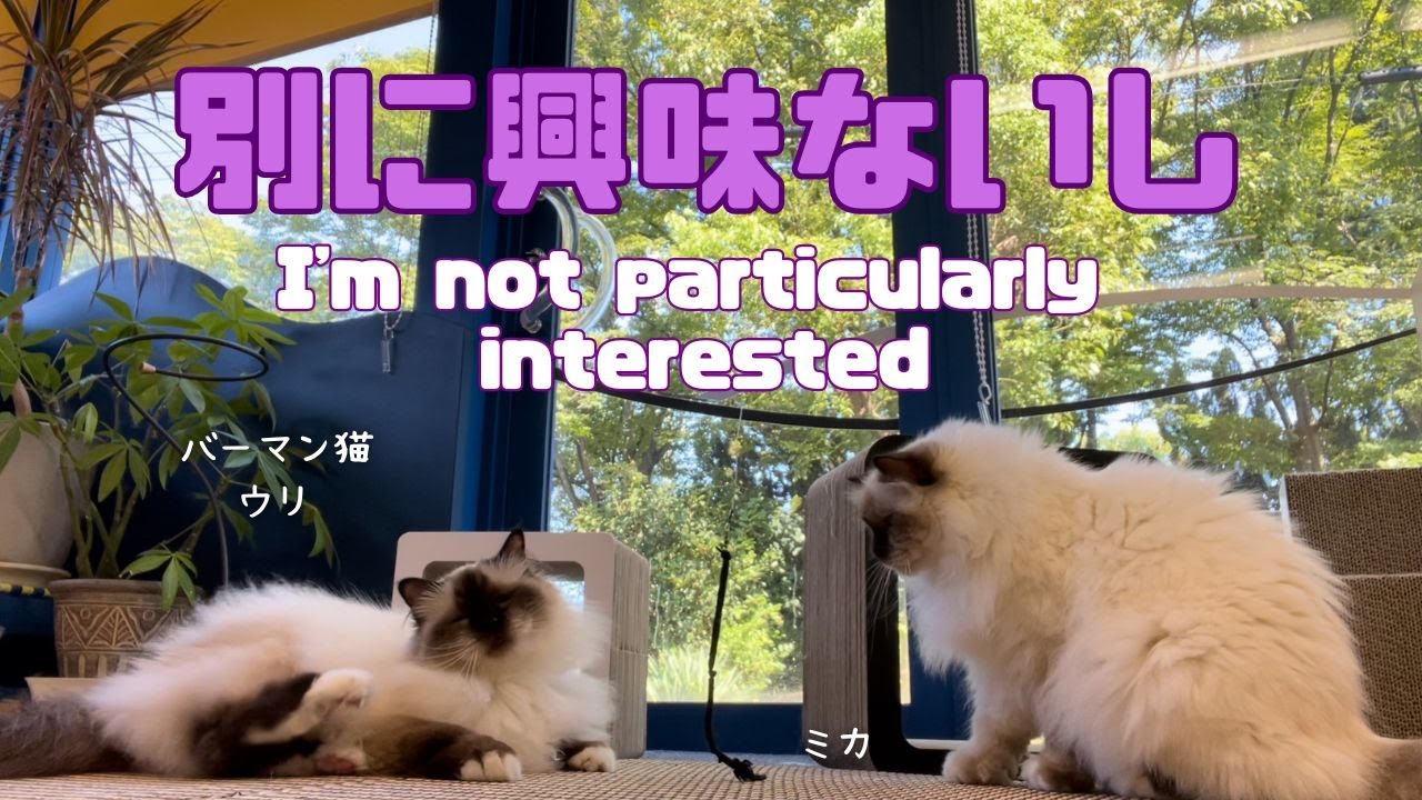 バーマン猫ミカとウリ【別に興味ないし】I'm not particularly interested（バーマン猫）Birman/Cat