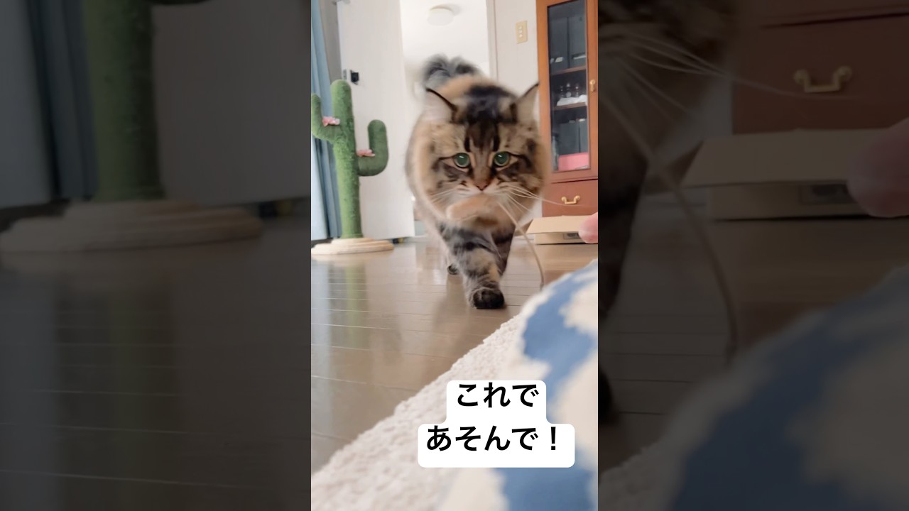 おもちゃ持ってくるネコ #猫 #サイベリアン #おもちゃ