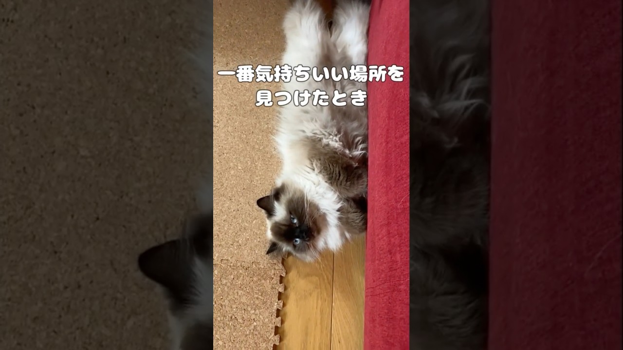 わずかの隙間にある床に寝そべる長男バロン（ヒマラヤン）😆　#cat #cats #ヒマラヤン #猫のいる暮らし #猫好きさんと繋がりたい