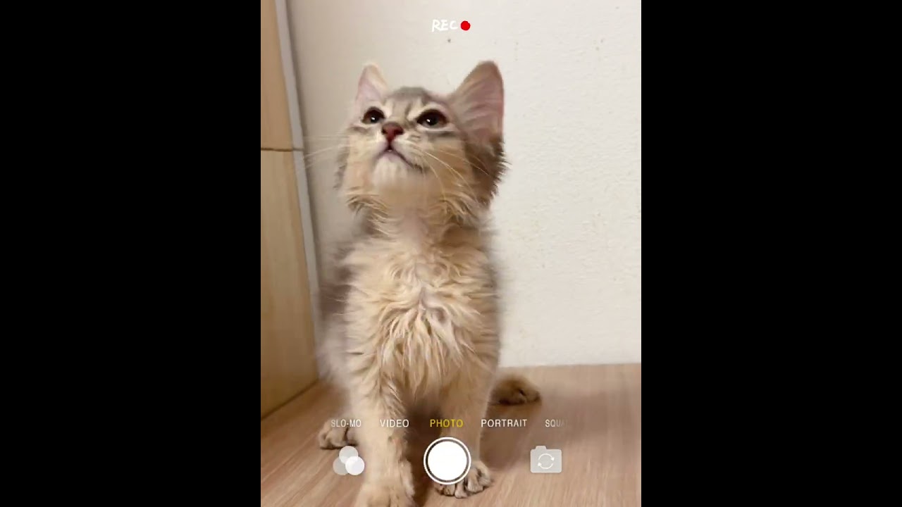 ソマリ 人懐っこいスタイル抜群男の子