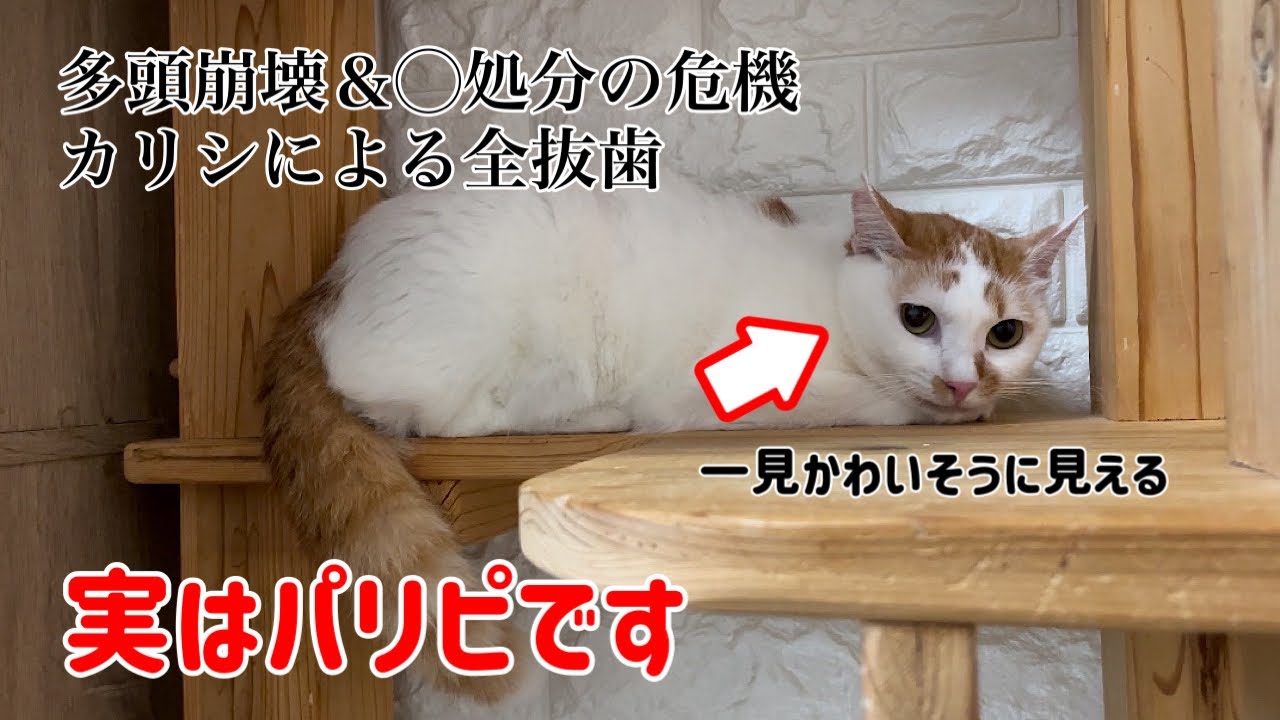 悲惨な境遇であるメス猫を保護したもののその後がパリピだった
