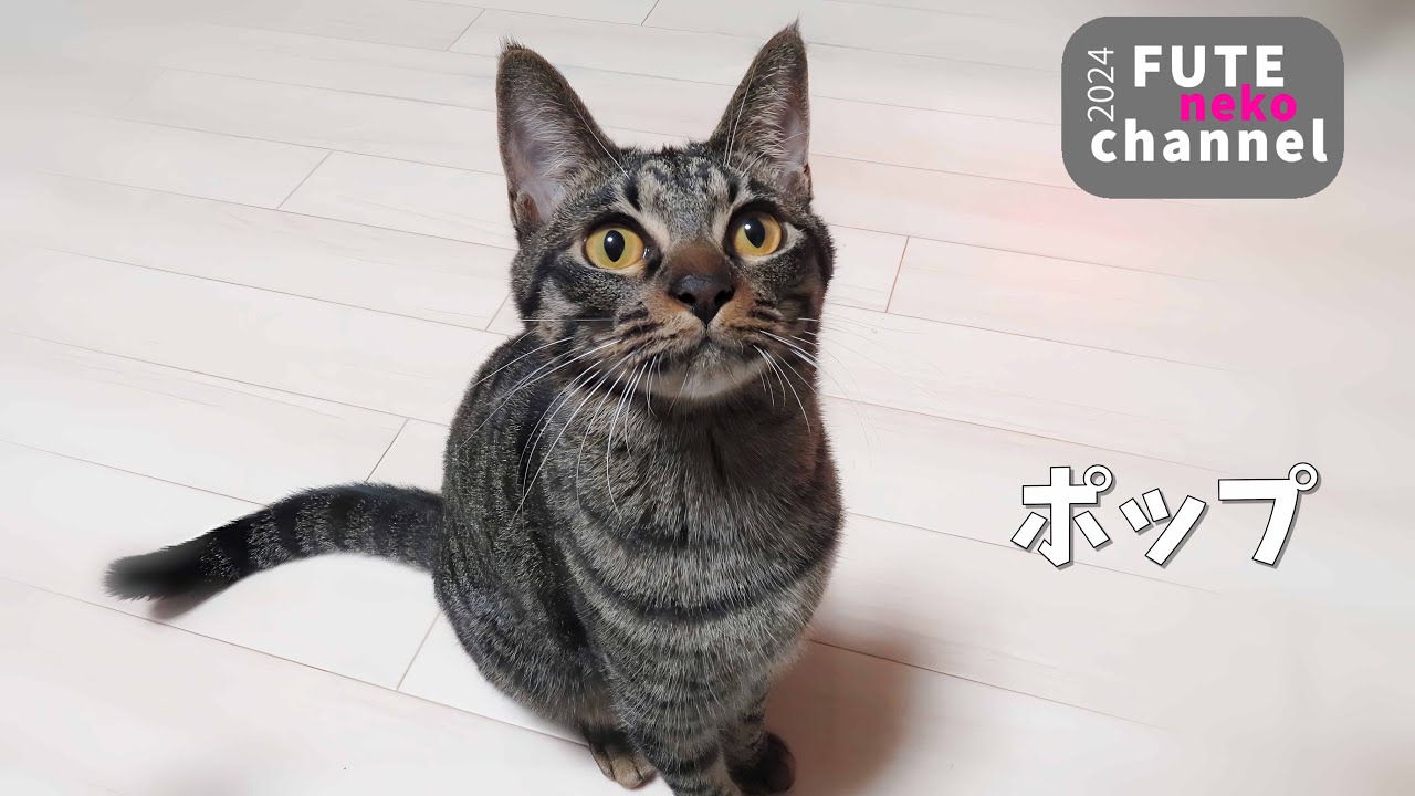 ポップ　卒業【保護子猫】