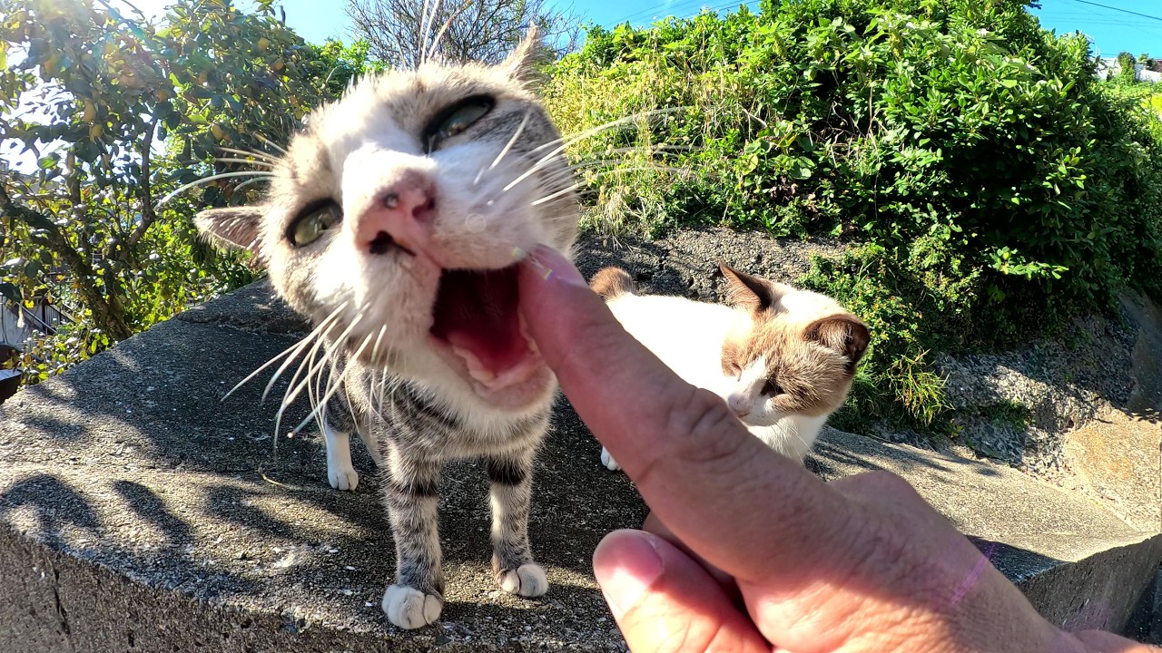 シャム猫とキジシロ猫がナデナデの順番を競うように甘えてきた