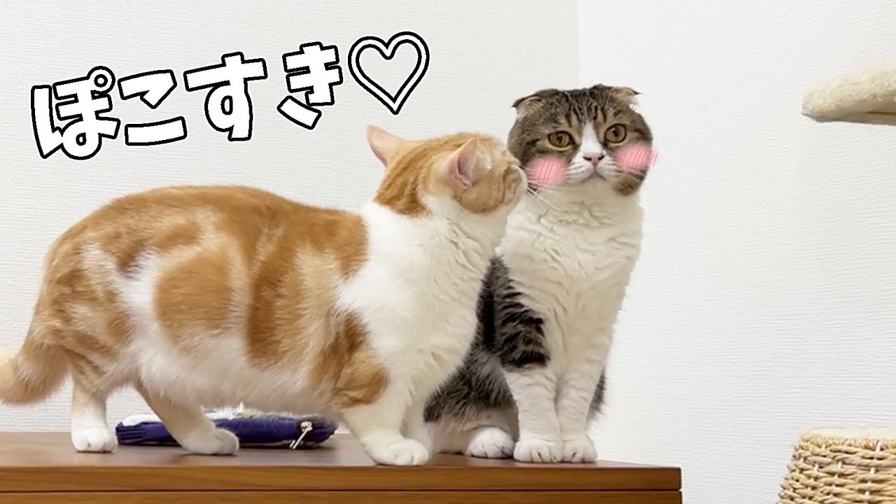 子猫のむぎくんがぽこにキスしてくれました✨