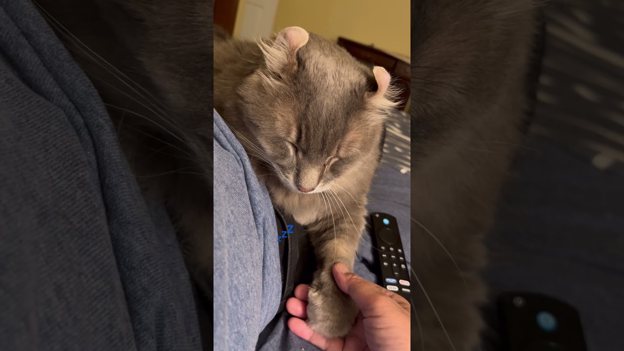 猫動画 #shorts 寝るならベッドで #アメリカンカール