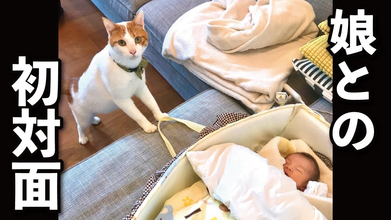 【甘えんぼ猫】昔の写真が出てきたぁぁぁ！娘と初対面写真も公開