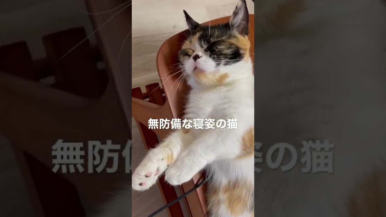 無防備な寝姿の猫〈マンチカンもも〉#shorts #猫 #cat #マンチカン #癒し #かわいい