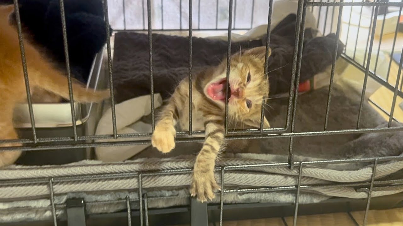 保護二日目で豹変！？ミルクが待ちきれなくて「やばいやばい」と連呼する子猫