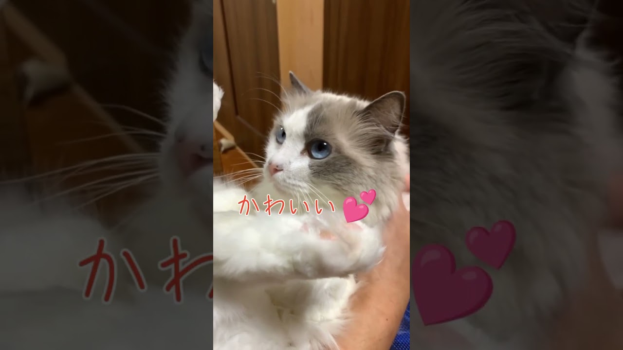 いつもしない相向かい抱っこやってみた #猫 #cat #ラグドール #猫のいる暮らし #抱っこ #shorts