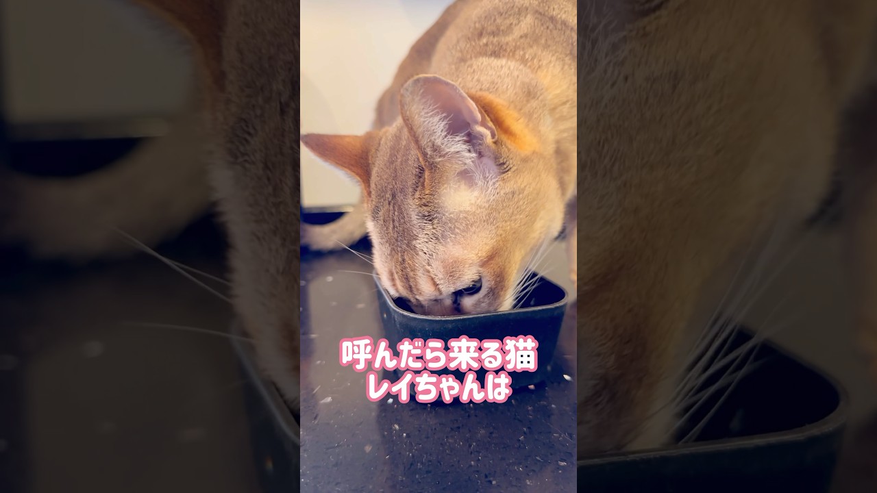 ご飯の後は声が高くなるレイちゃん #シンガプーラ #cat #shorts