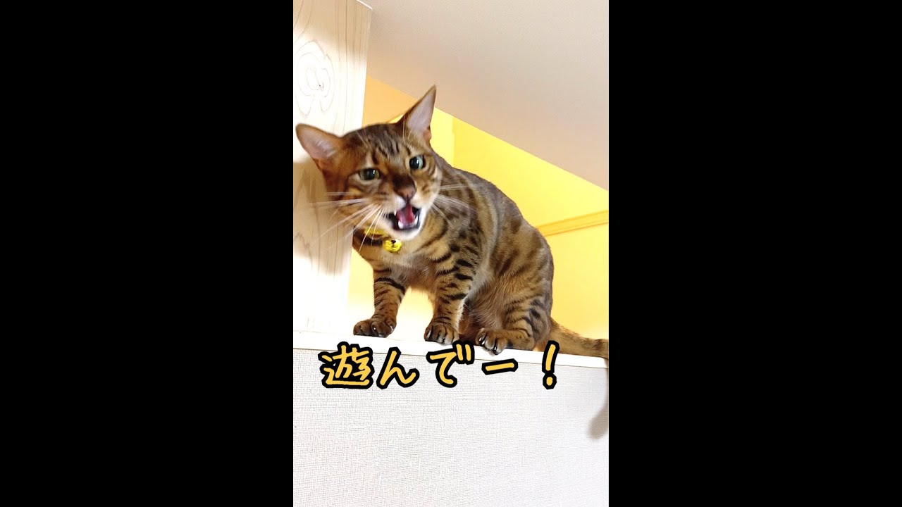 キャットウォークで鳴きじゃくるイケメン猫君 #shorts