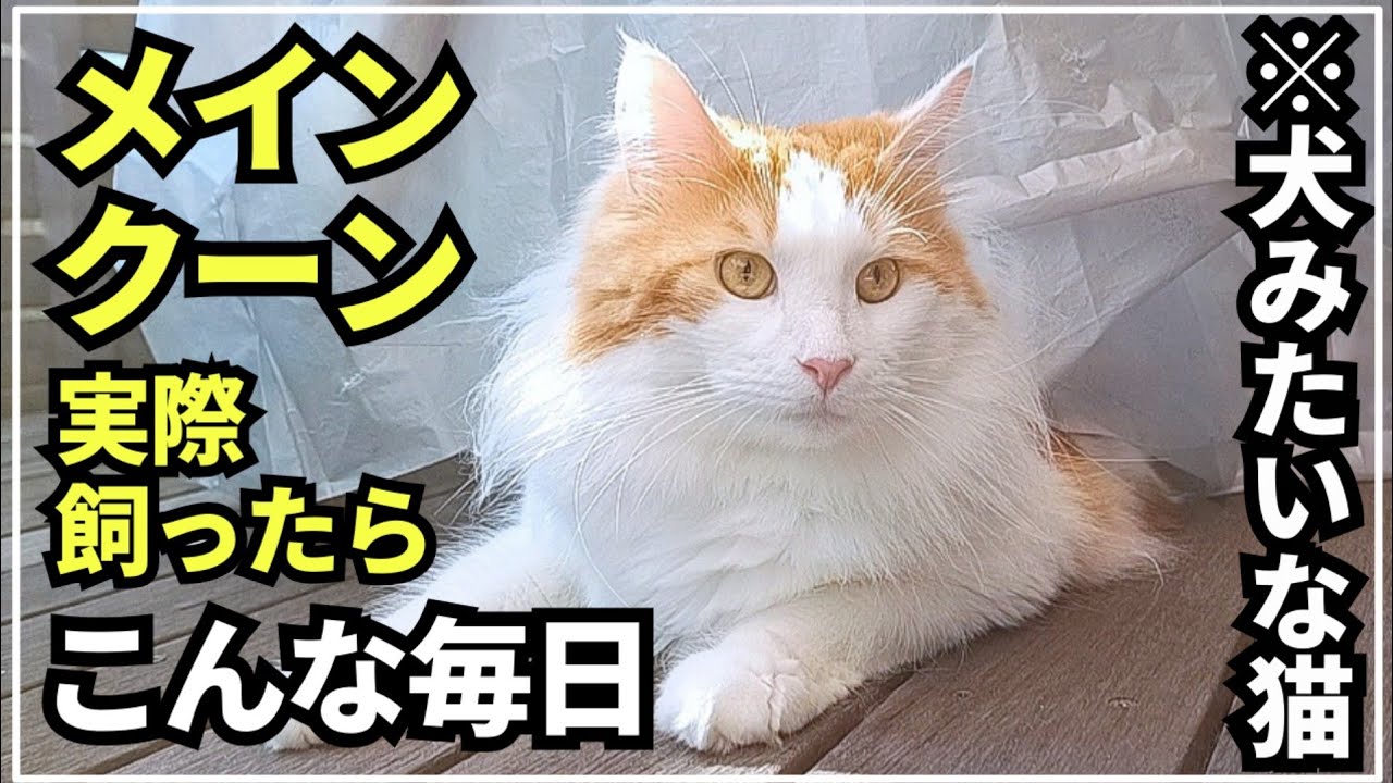 メインクーンと過ごす休日はこんな感じ