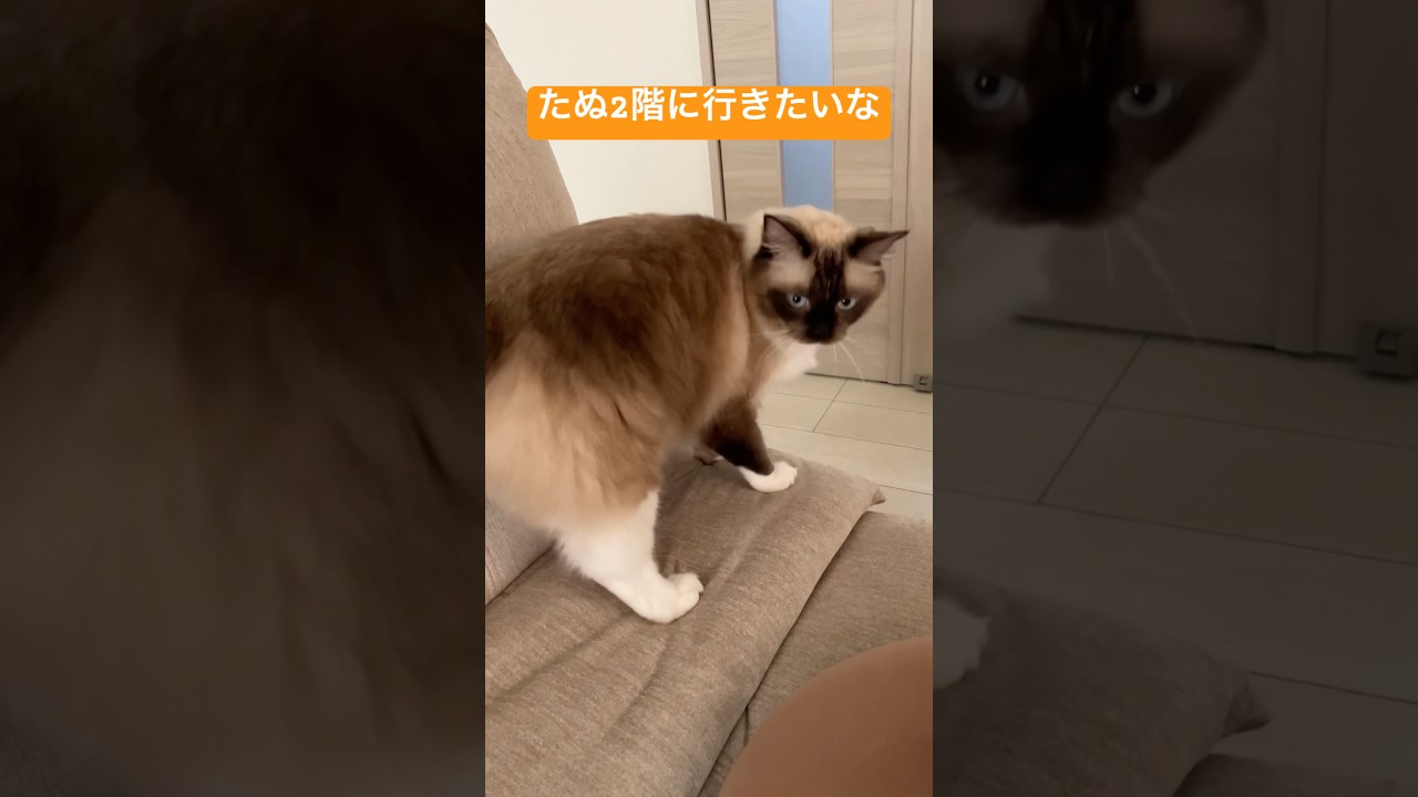 おねだりするたぬきに似た猫 #ragdolls #cats #shorts #ラグドール #猫のいる暮らし #ショート