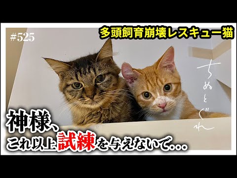多頭飼育崩壊で辛い思いをしてきた子猫に更なる試練か？！【預かりボランティア】ルア＆ジグ編１６／ #猫 #子猫 #保護猫