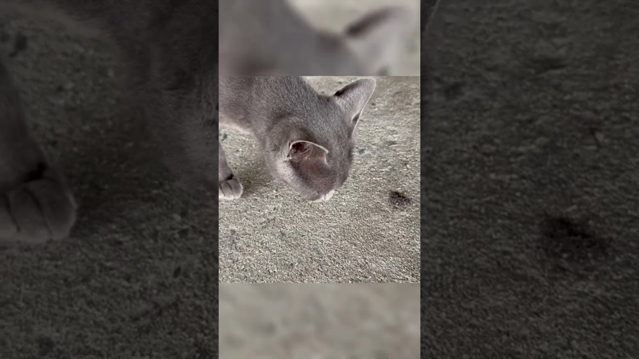 あ！！！　#shorts #ねこ #cat