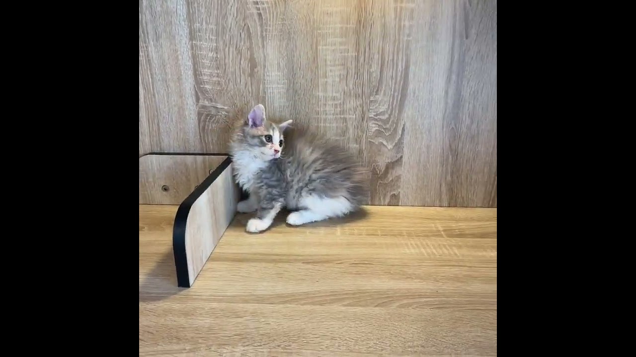 セルカークレックス 可愛い女の子