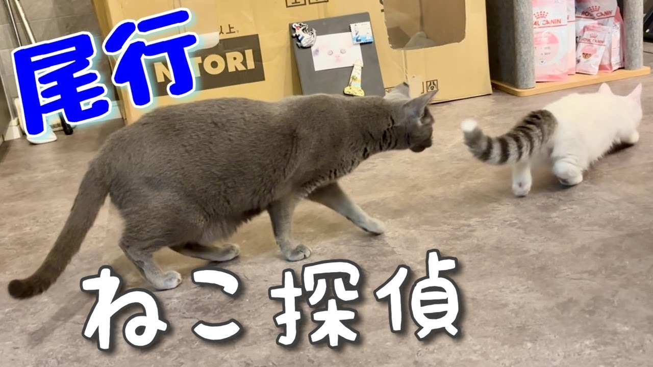 ロシアンブルー|猫のZ世代？新入りの生態を観察[Russian Blue]