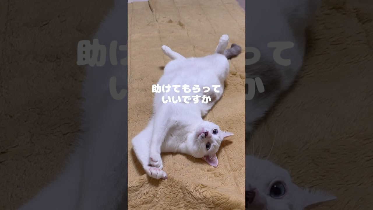 爪が引っかかって飼い主に助けを求める弟猫が可愛い過ぎる