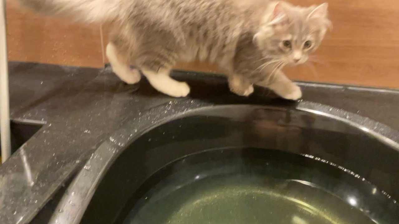 お風呂を覗きに来る子猫　サイベリアン