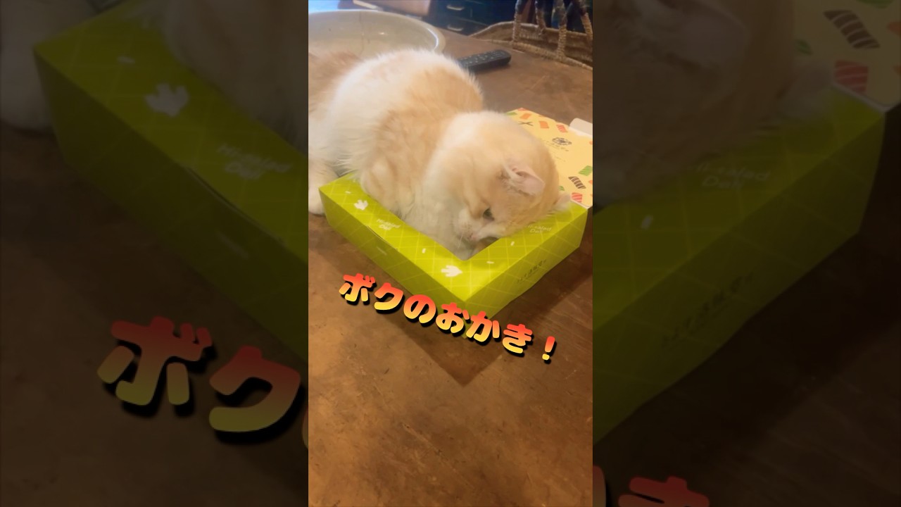 【キンカロー】必死に箱を漁ってる毛玉【マンチカール】