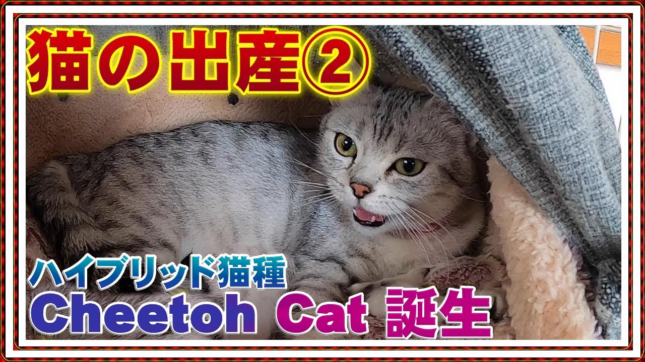 猫の出産 陣痛②【ベンガル猫とオシキャットのハイブリット種チートー猫 誕生】オシキャット出産【観覧注意】※猫の出産に伴う出血等があります