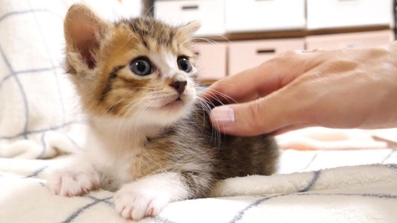 この後、子猫がすごい寝相を披露します【赤ちゃん猫　保護猫】