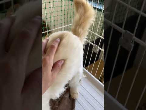 ヒマラヤン ツンデレ男の子