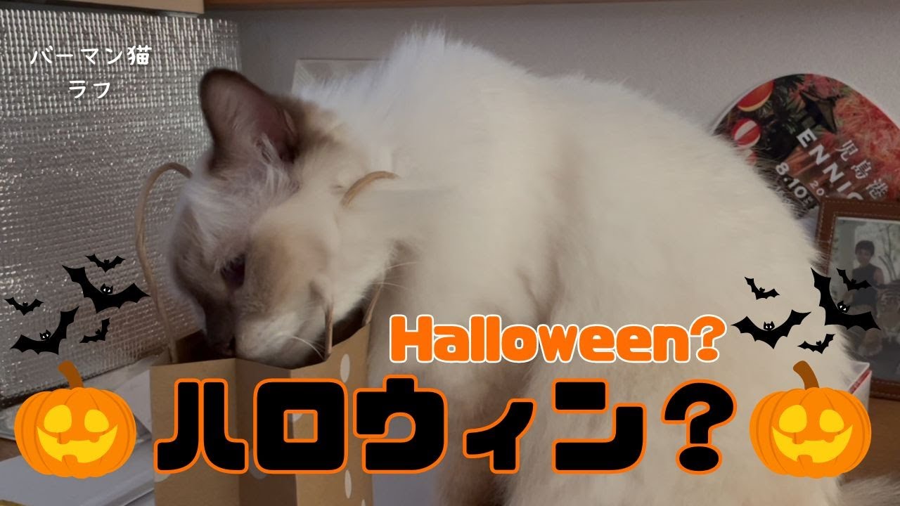 バーマン猫ラフ【ハロウィン？】Halloween?（バーマン猫）Birman/Cat