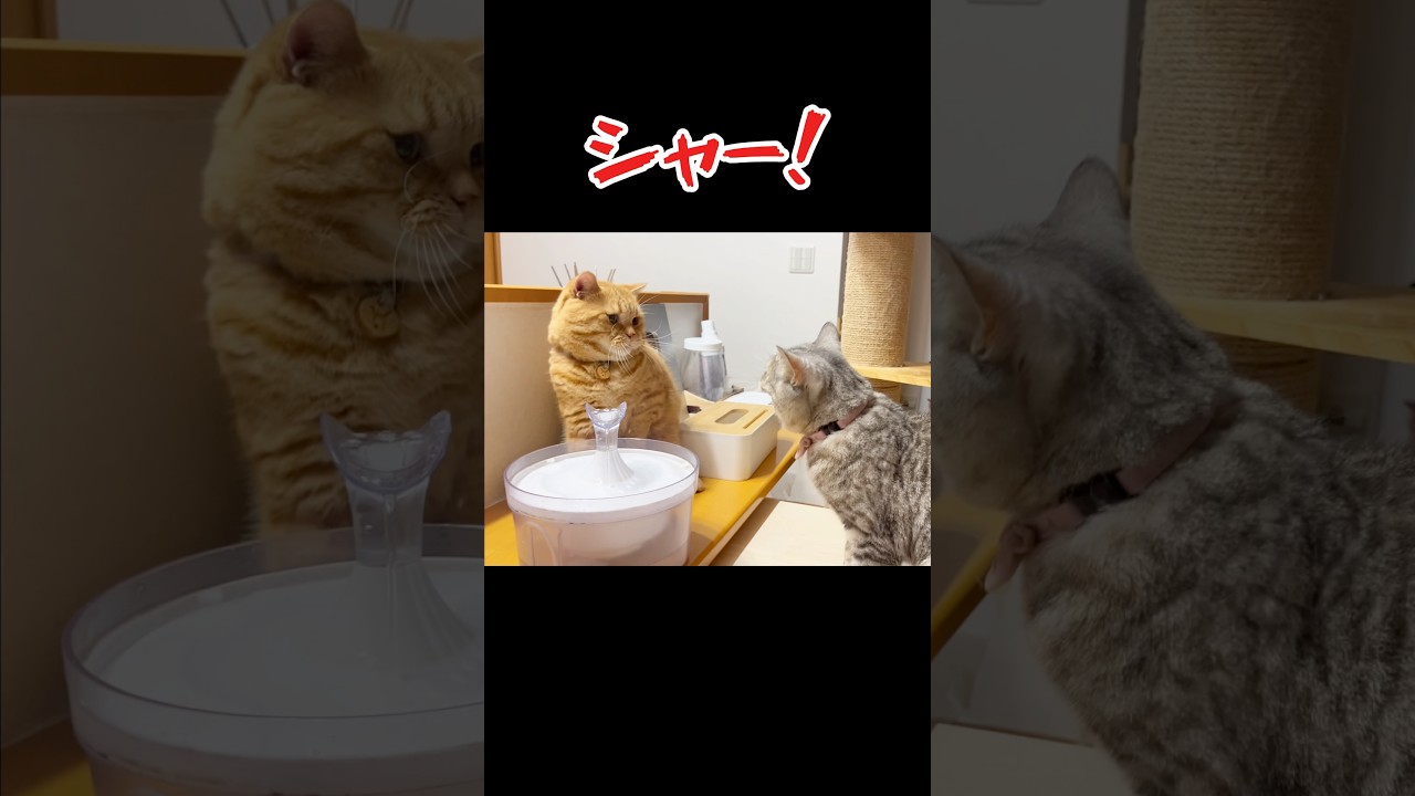 実は未来で人類を救った猫 #マンチカン #shorts