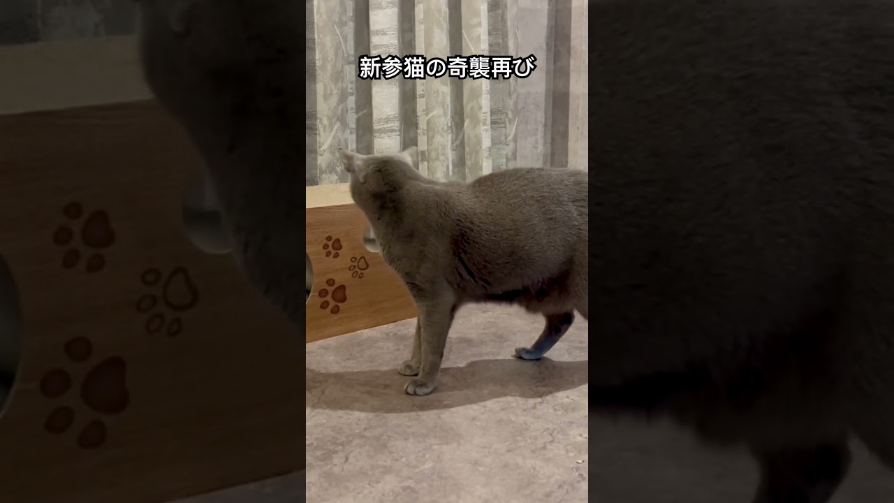 短足の奇襲#ロシアンブルー #マンチカン#先住猫と新入り猫