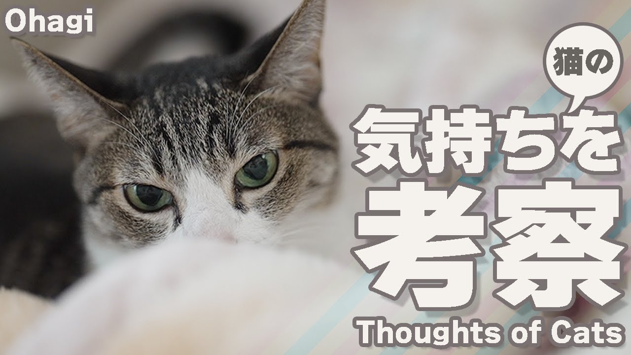 シャム猫の気持ちを考察