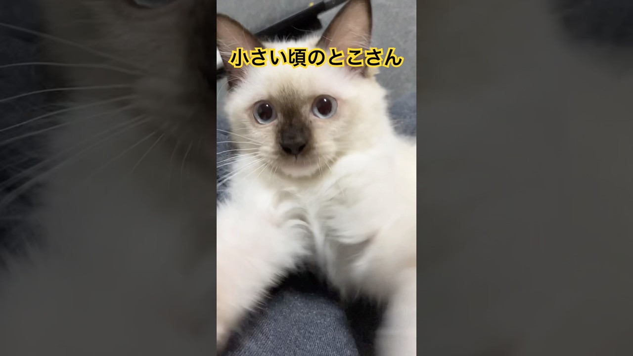 たぬきみたいな子猫 #ragdolls #cats #kitten #shorts #ラグドール #子猫 #猫のいる暮らし #ショート