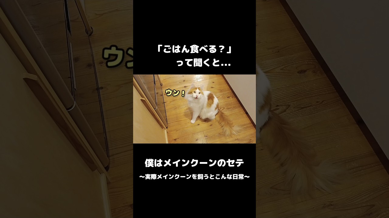 メインクーンの鳴き声が意外すぎる #メインクーン #ねこ #ネコ #猫のいる暮らし #長毛種  #mainecoon #cat