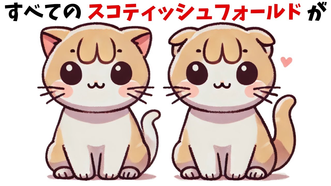 もちまる日記のもち様はスコティッシュフォールド？この猫の驚きの秘密22選！