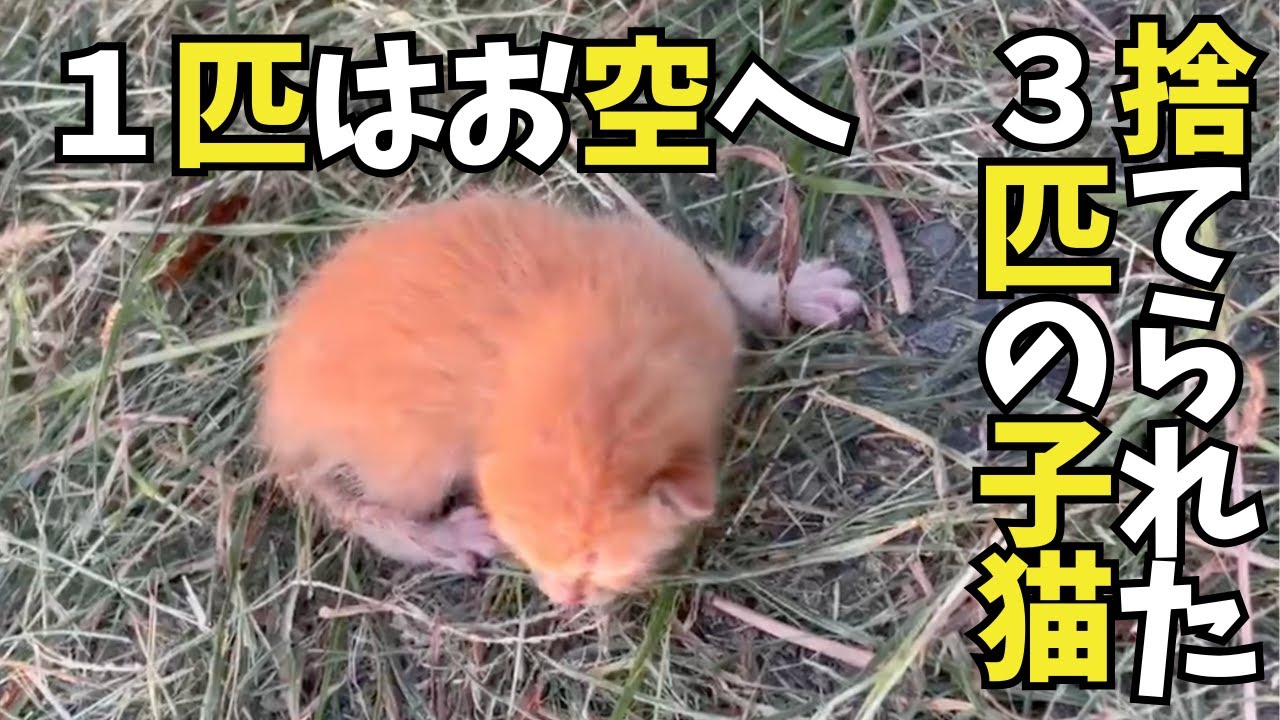 捨てられた３匹の子猫、１匹はお空へ