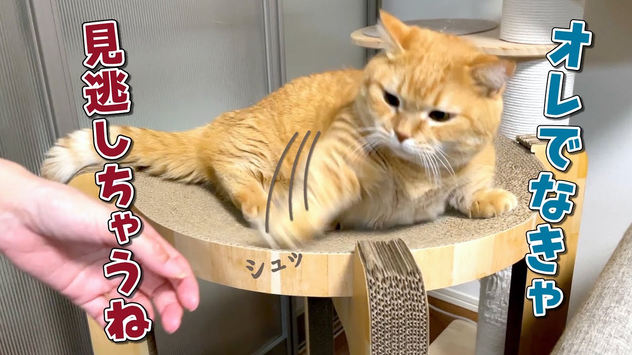 【恐ろしく速い手刀】久しぶりに会った姉を忘れて猫パンチしちゃう猫！w