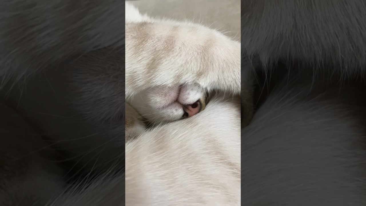 魅惑の三角地帯　#元保護猫　#シャムトラ　#シャムミックス　#cat #猫耳 #kitten #シャムmix  #子猫 #猫耳