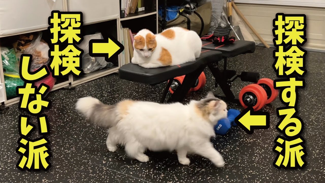 「※猫入室禁止」のお部屋に入れてあげた時の猫たちの反応が面白すぎたｗ【関西弁でしゃべる猫】【猫アテレコ】