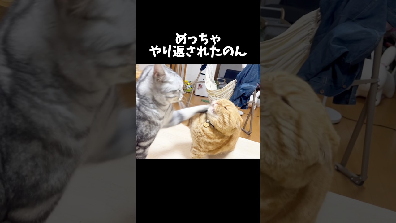 息子にちょっかい出したら... #猫 #マンチカン #shorts