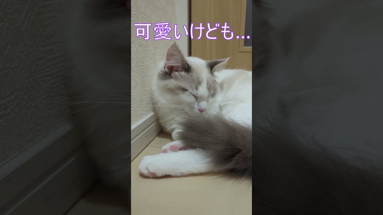 そこで？な場所で眠る子猫 #ラグドール #ragdoll #こねこ #kitty #ブルーポイントバイカラー