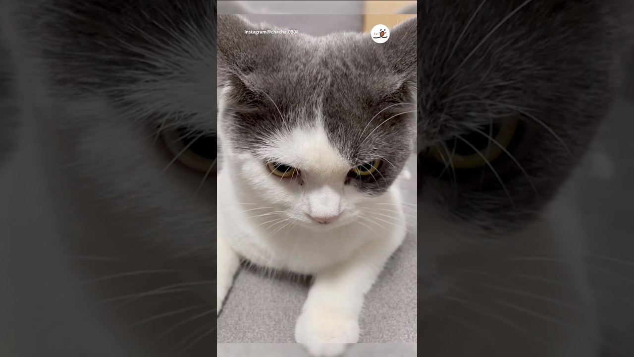 猫さんがお怒りなワケは…｜PECO #ブリティッシュショートヘア #猫 #愛猫家 #猫のいる暮らし #britishshorthair #cat #catlover #catlife