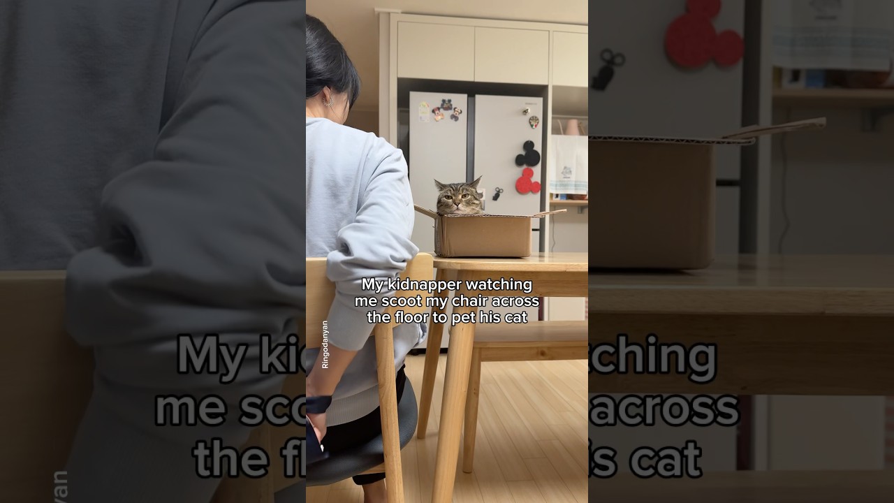 It's more important to pet this cute cat!💕 #shorts #cat #funny