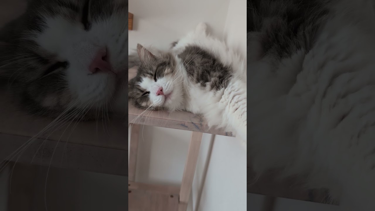 錯覚させてくる猫【ノルウェージャンフォレストキャット】＃Shorts