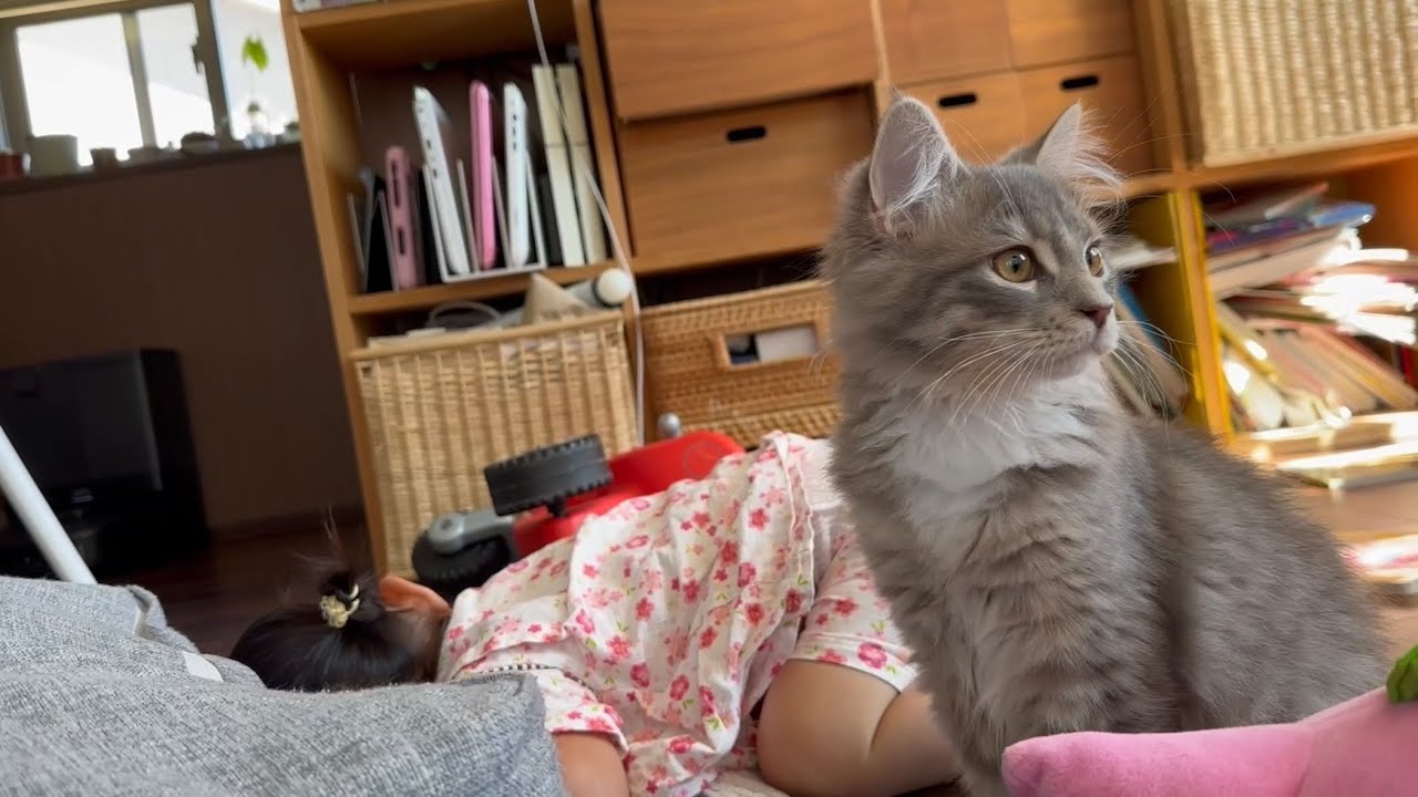 行動範囲が広がった子猫　サイベリアンA cat whose range of movement has expanded. Siberian