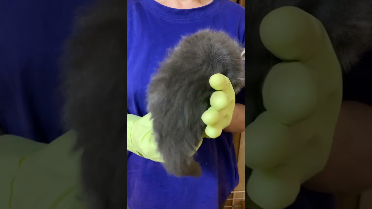 ノルウェージャンフォレストキャット ブルータビーの女の子です。