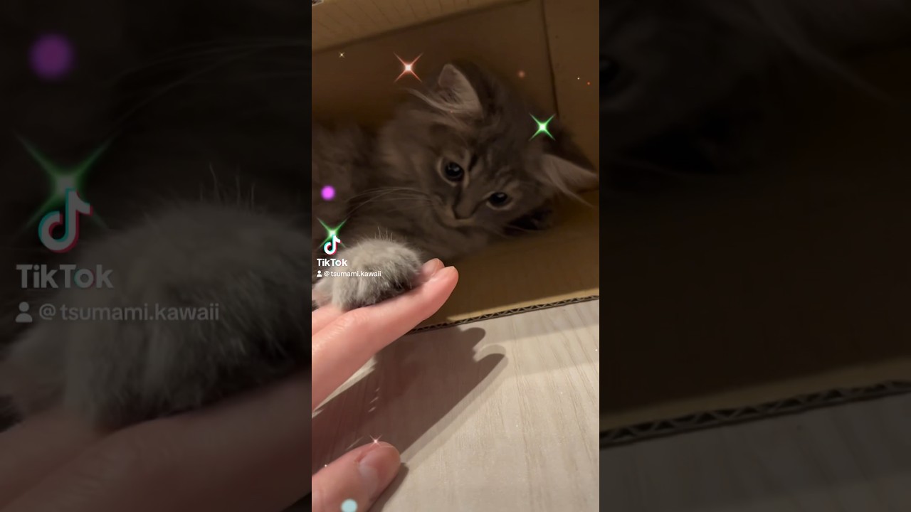 子猫のノリノリな日常♪ #子猫 #おすすめ #かわいい #つまみちゃん #ラガマフィン #猫 #cat #shorts #omg