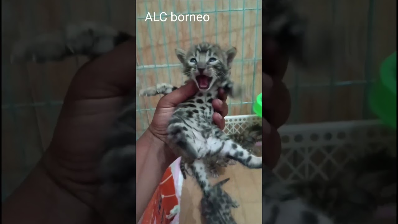 Kucing bengal  #cat #kitten #catlover #kucing #leopard #animals #bengals #kucinglucu #bengalcat