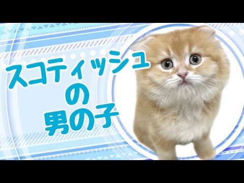 スコティッシュフォールドの子猫　（和歌山）
