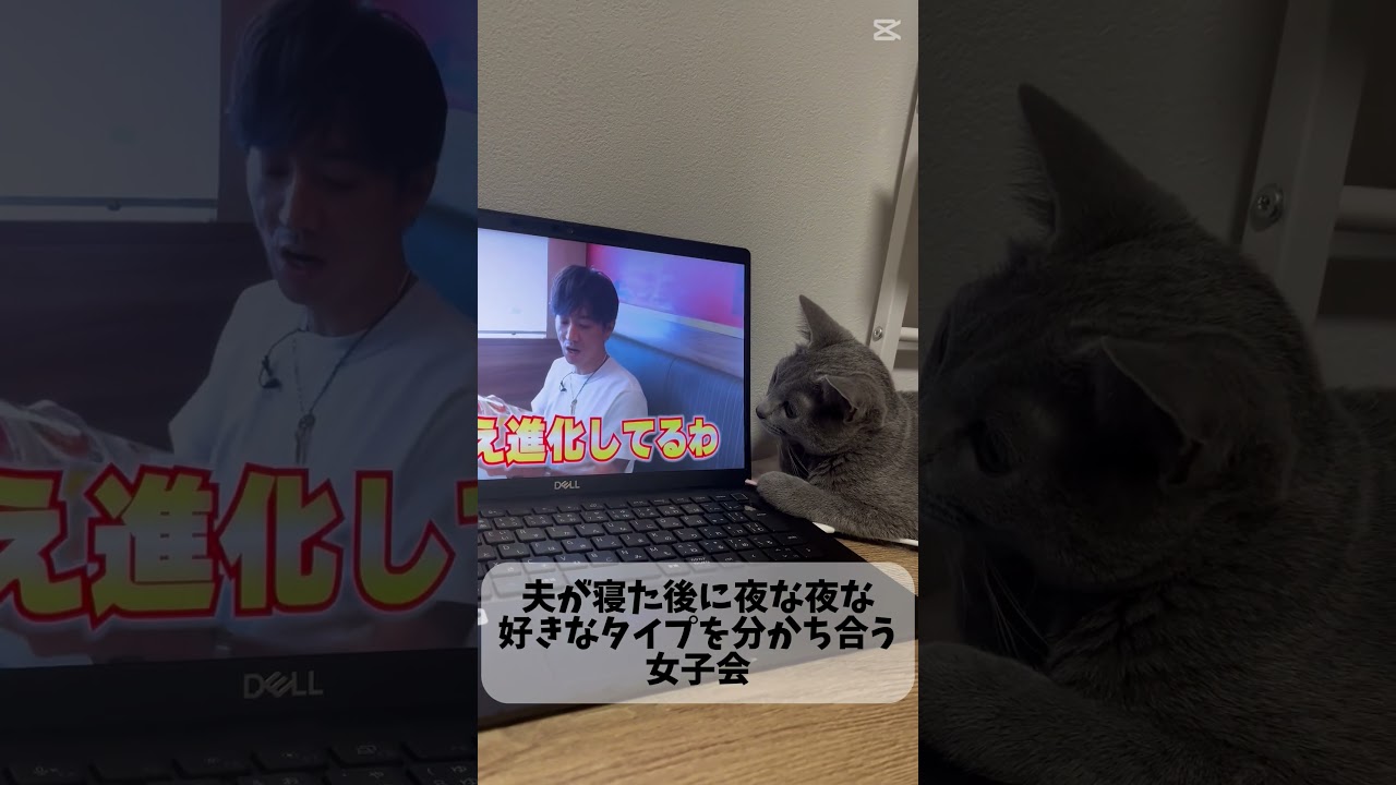 【女子会】平成を抱いた男、#木村拓哉 の魅力を分かち合う猫 #猫 #cat #ロシアンブルー #猫のいる暮らし #猫 #ロシアンブルー #猫のいる暮らし