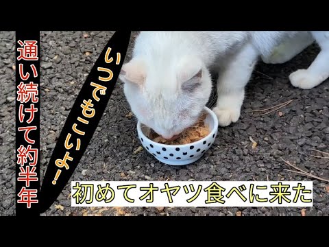 シャーシャー白猫ちゃん初めてオヤツ食べに来ました！